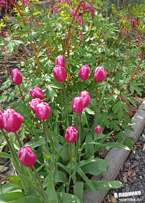 Tulipa Jumbo Pink Тюльпан Джамбо Пинк Фото из подмосковного сада