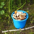 Приготовление маринованных и солено-отварных грибов в бочке
