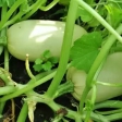 Салат из патиссонов или кабачков