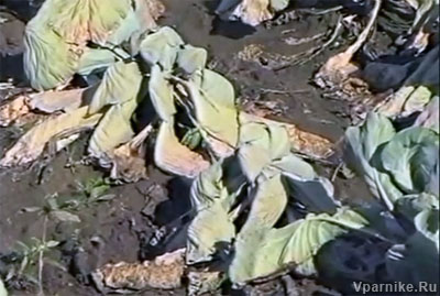 Переизбыток влаги в почве также приводит к гибели капусты