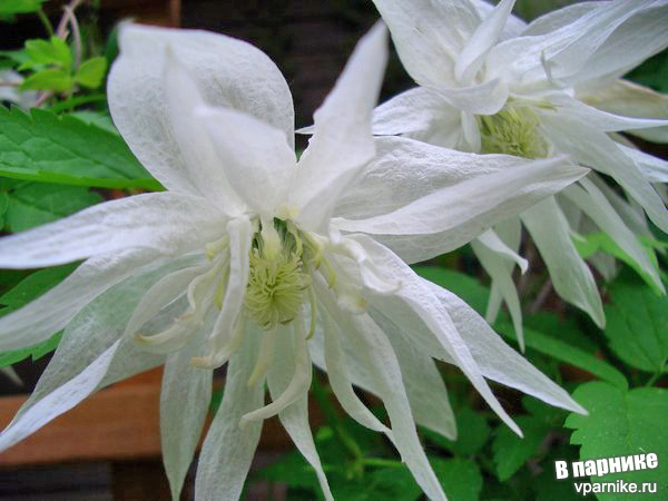 Княжик Альбина Плена (сlematis atragene Albina Plena)