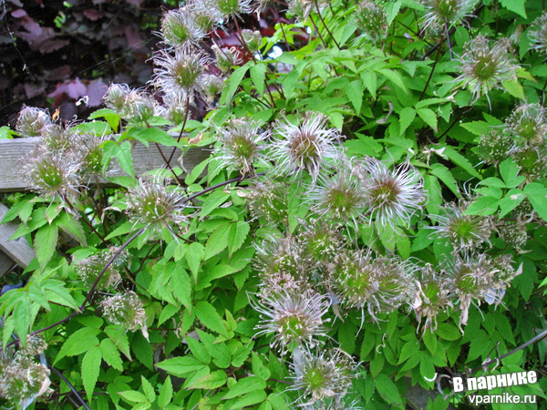 соплодия Княжик Альбина Плена (сlematis atragene Albina Plena)