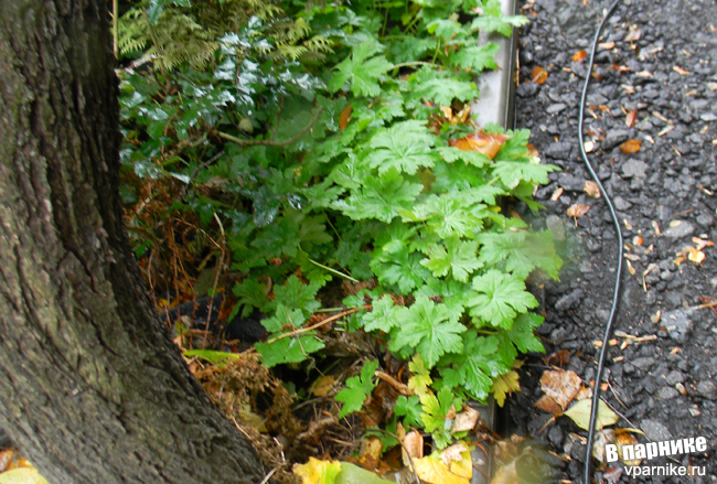 Geranium macrorrhizum Герань крупнокорневищная осенью