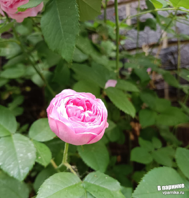 Роза  у стены дома в подмосковном саду, которую мы не  снимаем со шпалеры на зиму