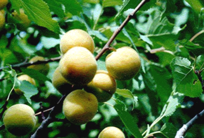 абрикос кичигинский