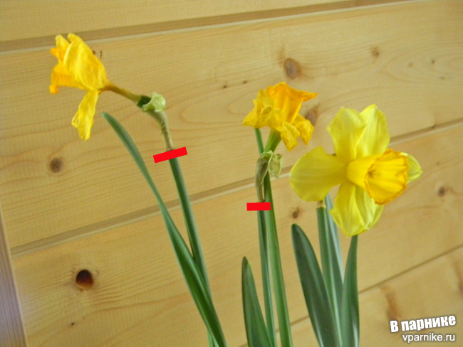 Как ухаживать дома за тюльпанами в горшке во время и после цветения