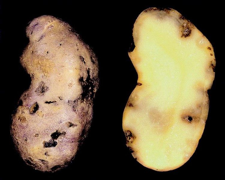 Нематода картофеля: описание и лечение золотистой нематоды и других болезней (25 фото)