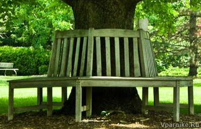 Скамейка вокруг ствола дерева