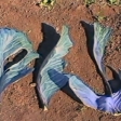 Недостаток молибдена также сказывается на листьях капусты – от этого листья становятся синего цвета