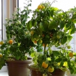 Выращиваем помидоры на окне или балконе