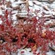 Подмосковный сад в декабре: какие растения ушли под снег с листьями