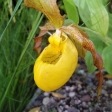 Венерин башмачок Cypripedium от всходов до цветка