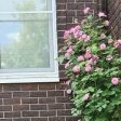 Louise Odier - роза  у стены дома в подмосковном саду, которую мы не  снимаем со шпалеры на зиму