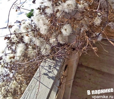 Зимние "цветы" княжика и виноградолистного клематиса. Фото подмосковного сада