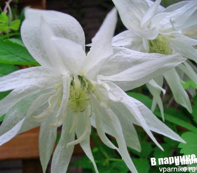 описание Княжик Альбина Плена (сlematis atragene Albina Plena)