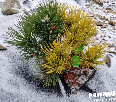 Сосна горная Винтер Голд - зимой и летом разным цветом