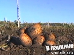 Выращивание картофеля по методу Миттлайдера