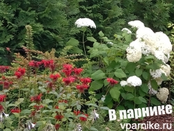 Монарда: уход и размножение, сорта без мучнистой росы
