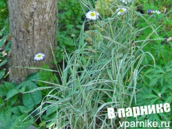 Двукисточник (фалярис, канареечник) тростниковый – Phalaroides (Phalaris) arundinacea