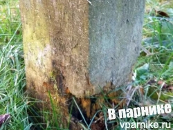 почему деревянные опоры быстро сгнили