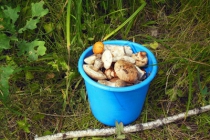 Приготовление маринованных и солено-отварных грибов в бочке